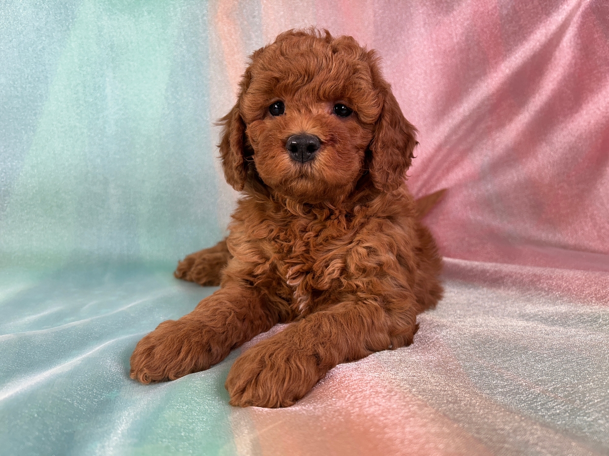 Male Mini Goldendoodle Puppy for Sale DOB 10-23-2025 $1200